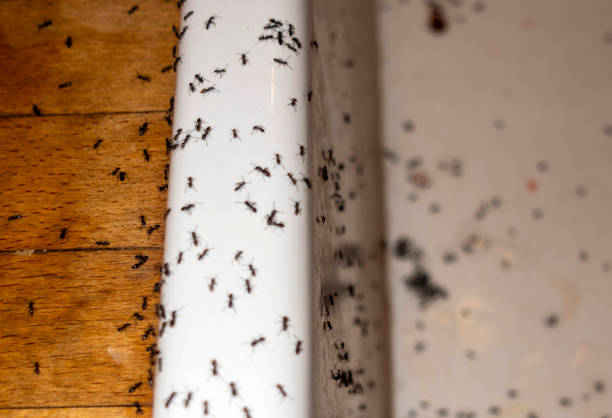 Best Pest Prevention Services  in Surfside Beach, SC